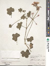 Pelargonium peltatum image