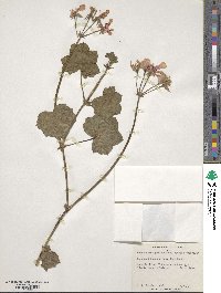 Pelargonium peltatum image