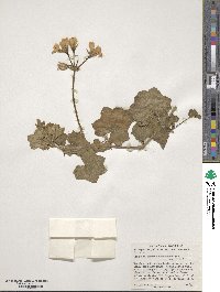 Pelargonium peltatum image