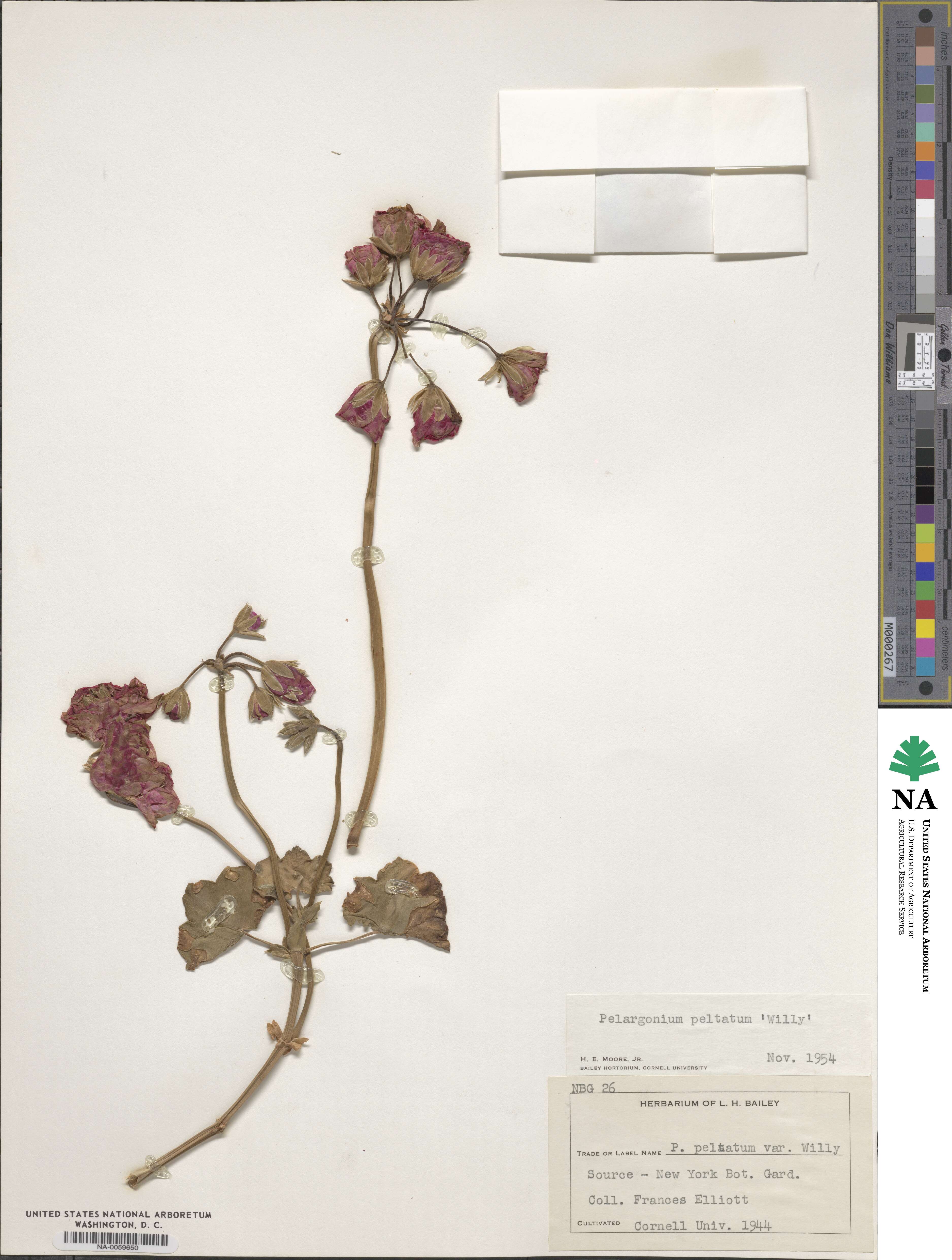 Pelargonium peltatum image