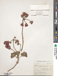 Pelargonium peltatum image