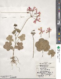 Pelargonium peltatum image