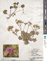 Pelargonium peltatum image