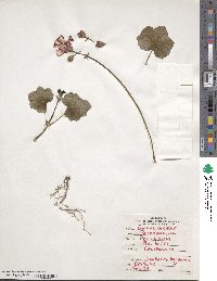 Pelargonium peltatum image