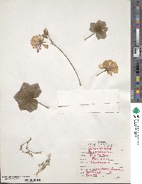 Pelargonium peltatum image