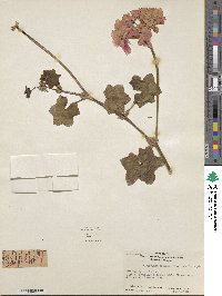 Pelargonium peltatum image