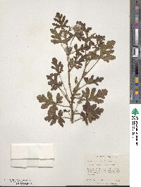 Pelargonium quercifolium image