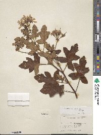 Pelargonium quercifolium image