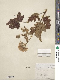 Pelargonium quercifolium image