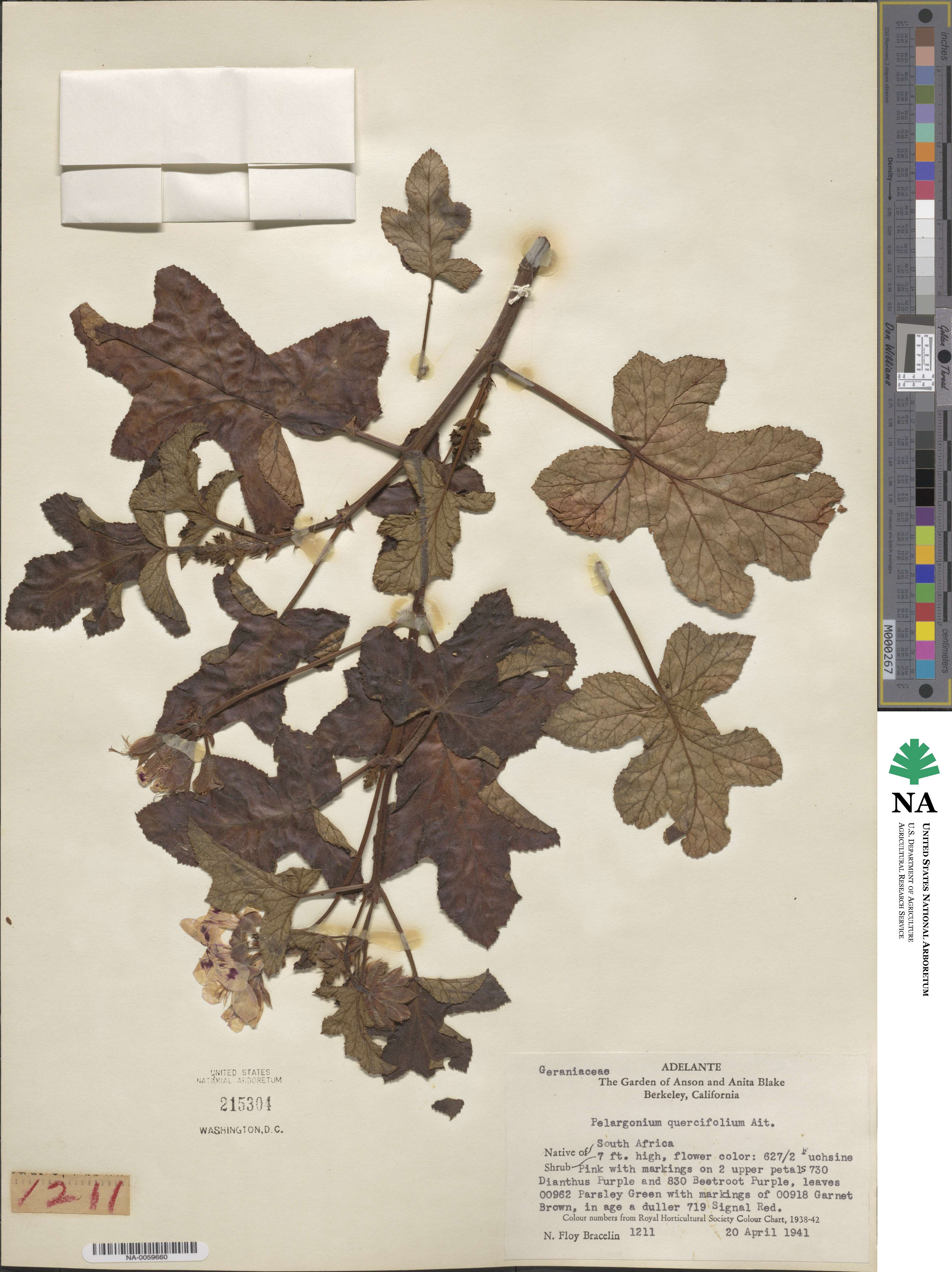 Pelargonium quercifolium image