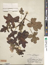 Pelargonium quercifolium image