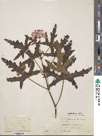 Pelargonium quercifolium image