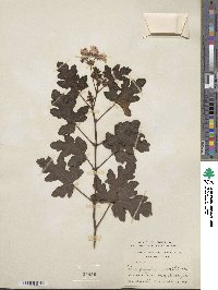 Pelargonium quercifolium image