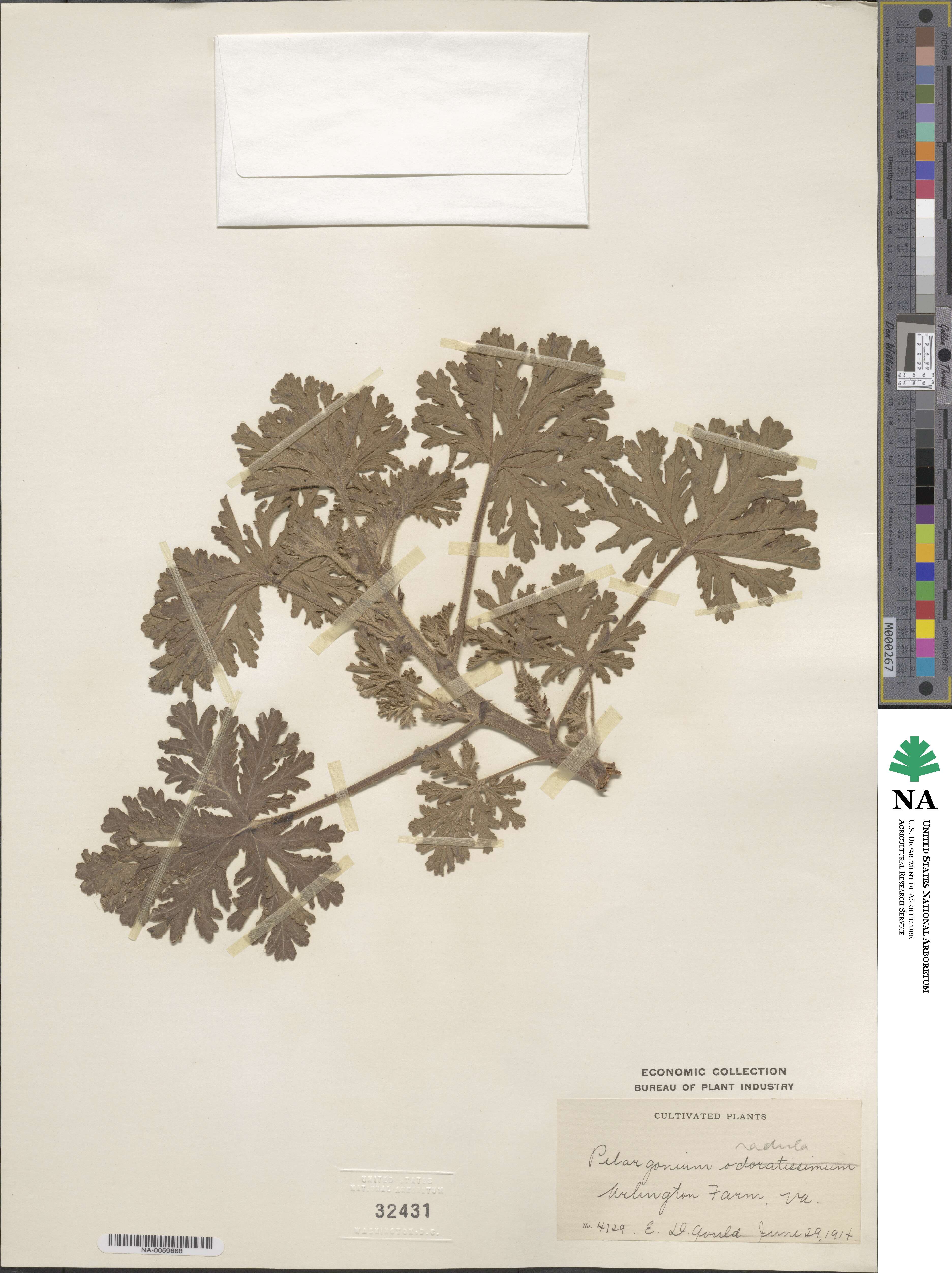 Pelargonium radens image