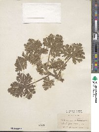 Pelargonium radens image