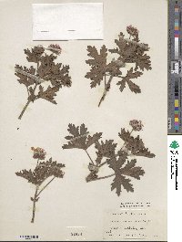 Pelargonium radens image