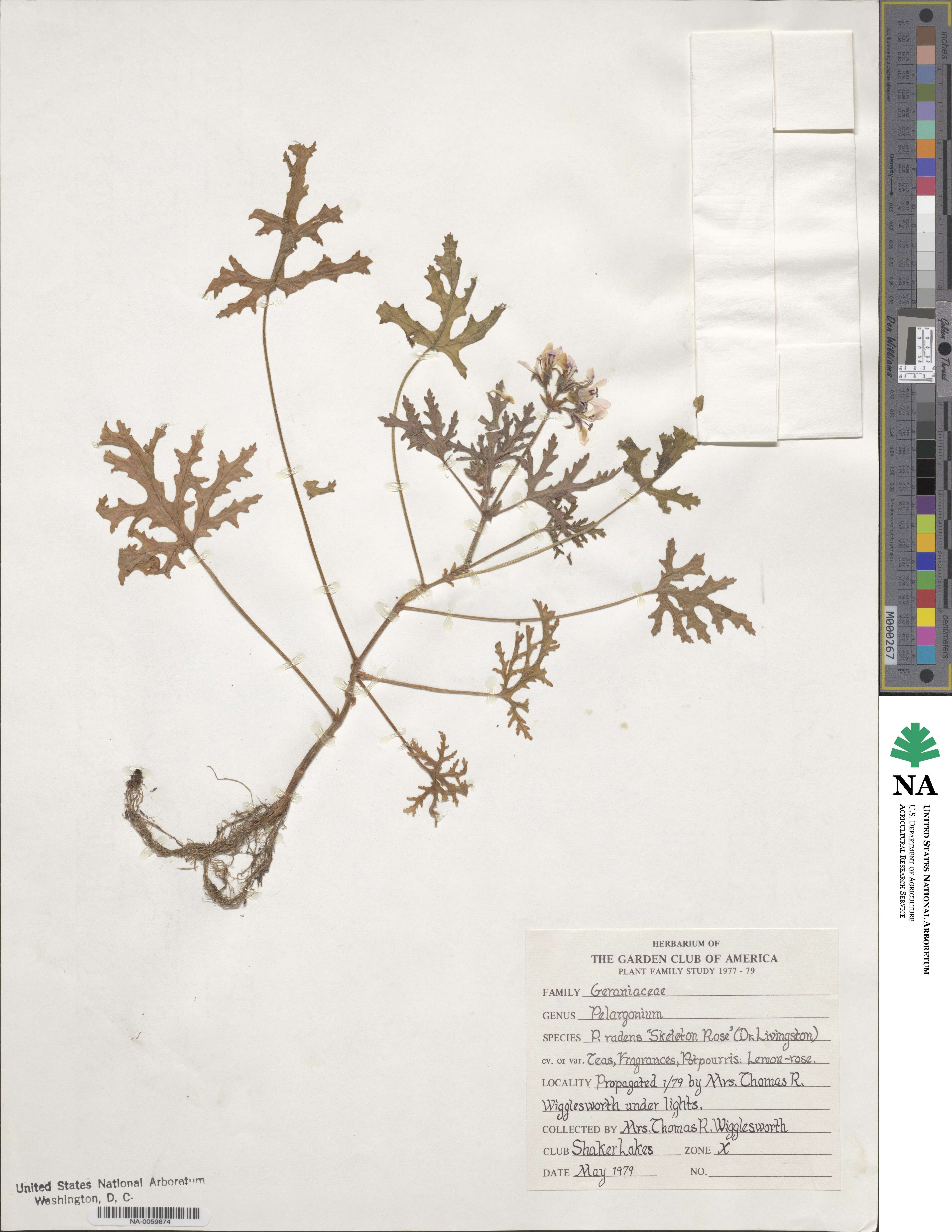 Pelargonium radens image