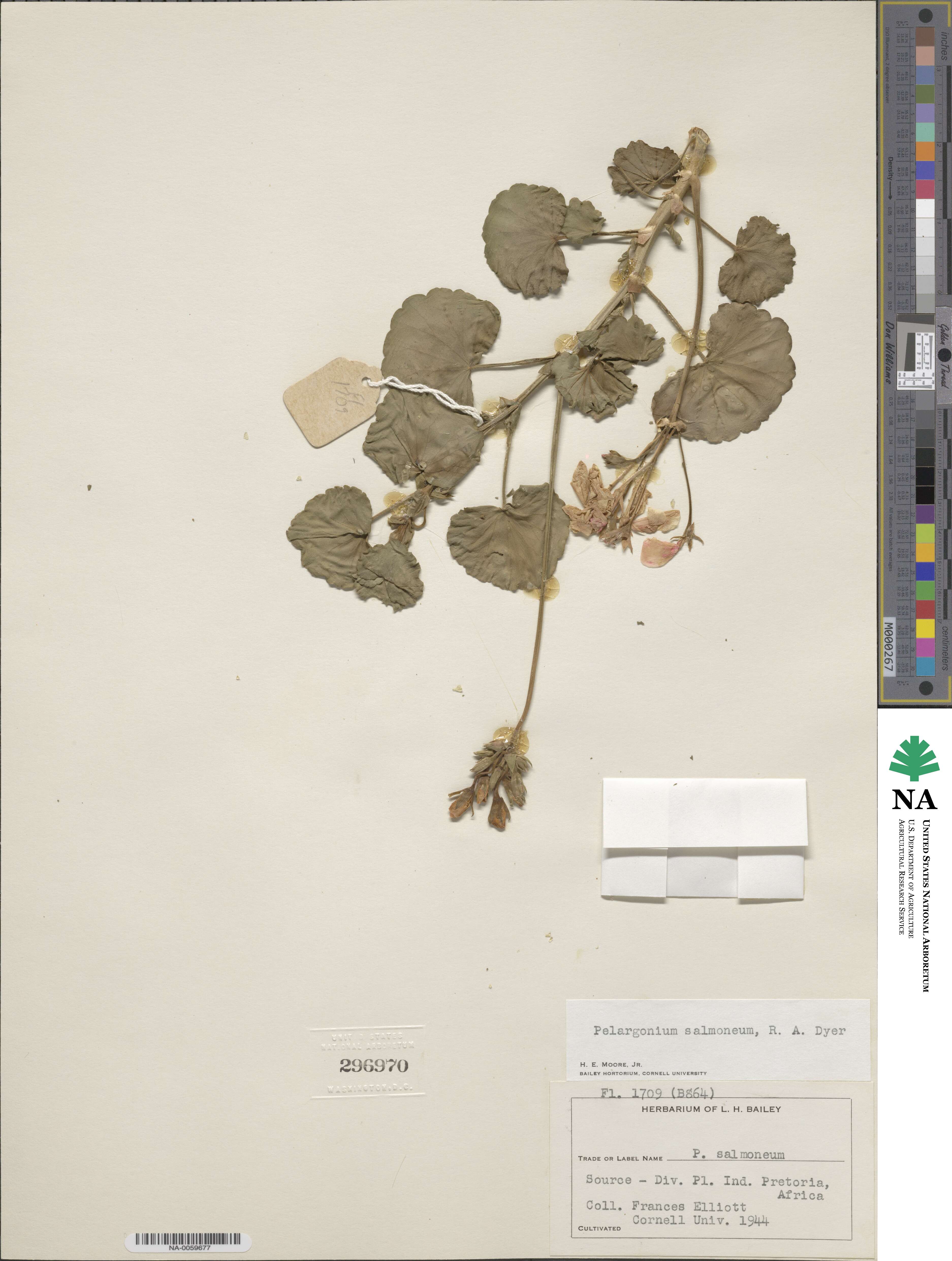 Pelargonium salmoneum image