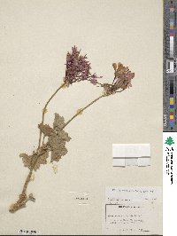 Image of Pelargonium scandens