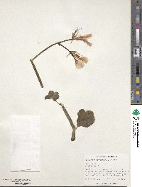 Image of Pelargonium tetragonum