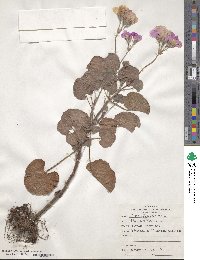 Pelargonium tomentosum image