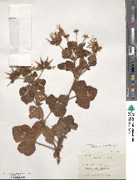 Pelargonium vitifolium image