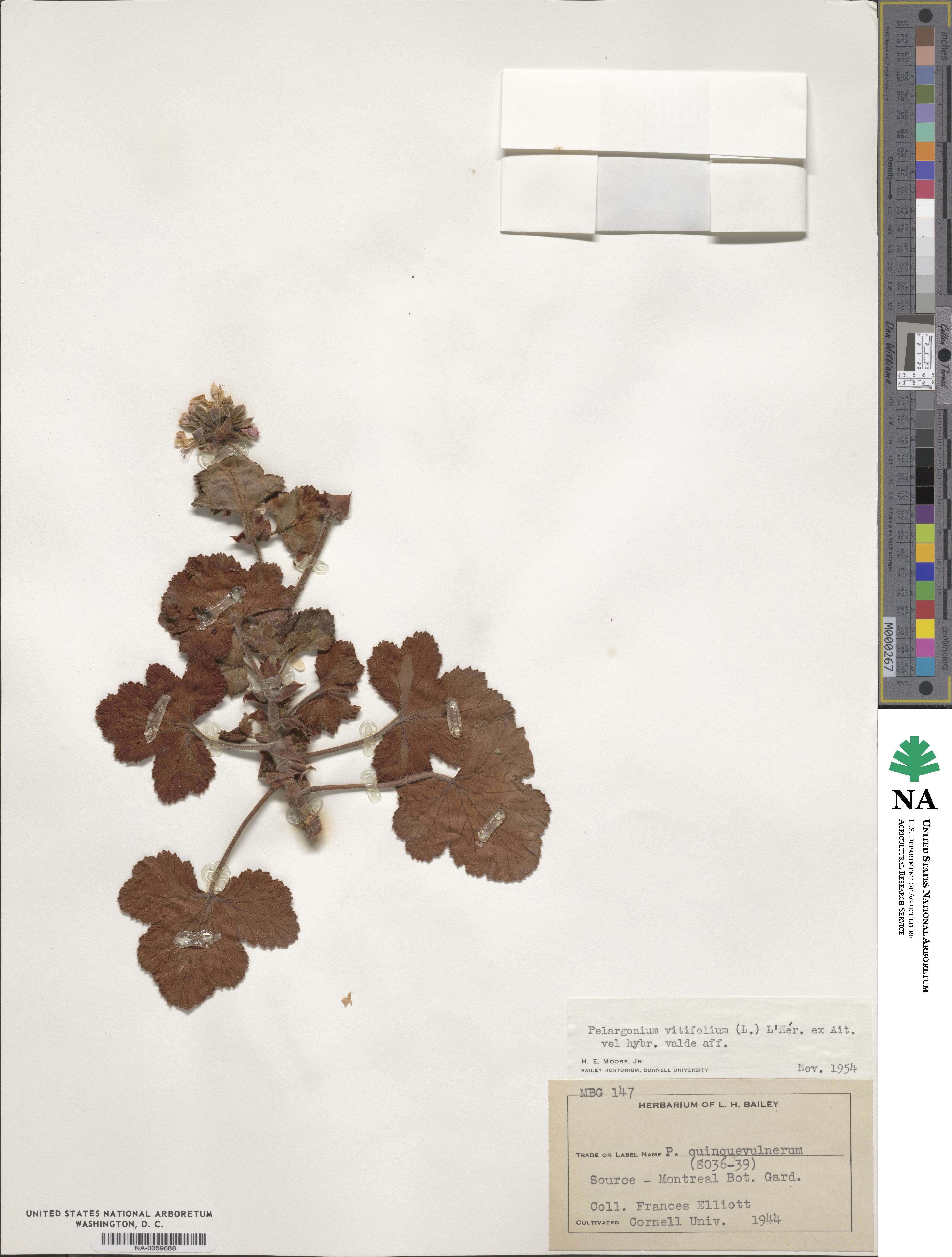 Pelargonium vitifolium image