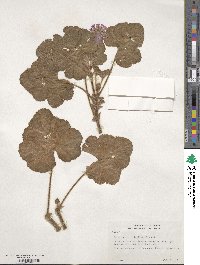 Pelargonium vitifolium image