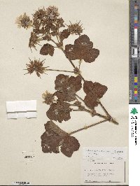 Pelargonium vitifolium image