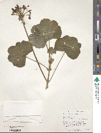 Pelargonium zonale image