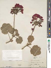 Pelargonium zonale image