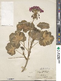 Pelargonium zonale image