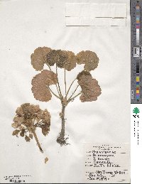 Pelargonium zonale image