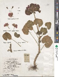 Pelargonium zonale image