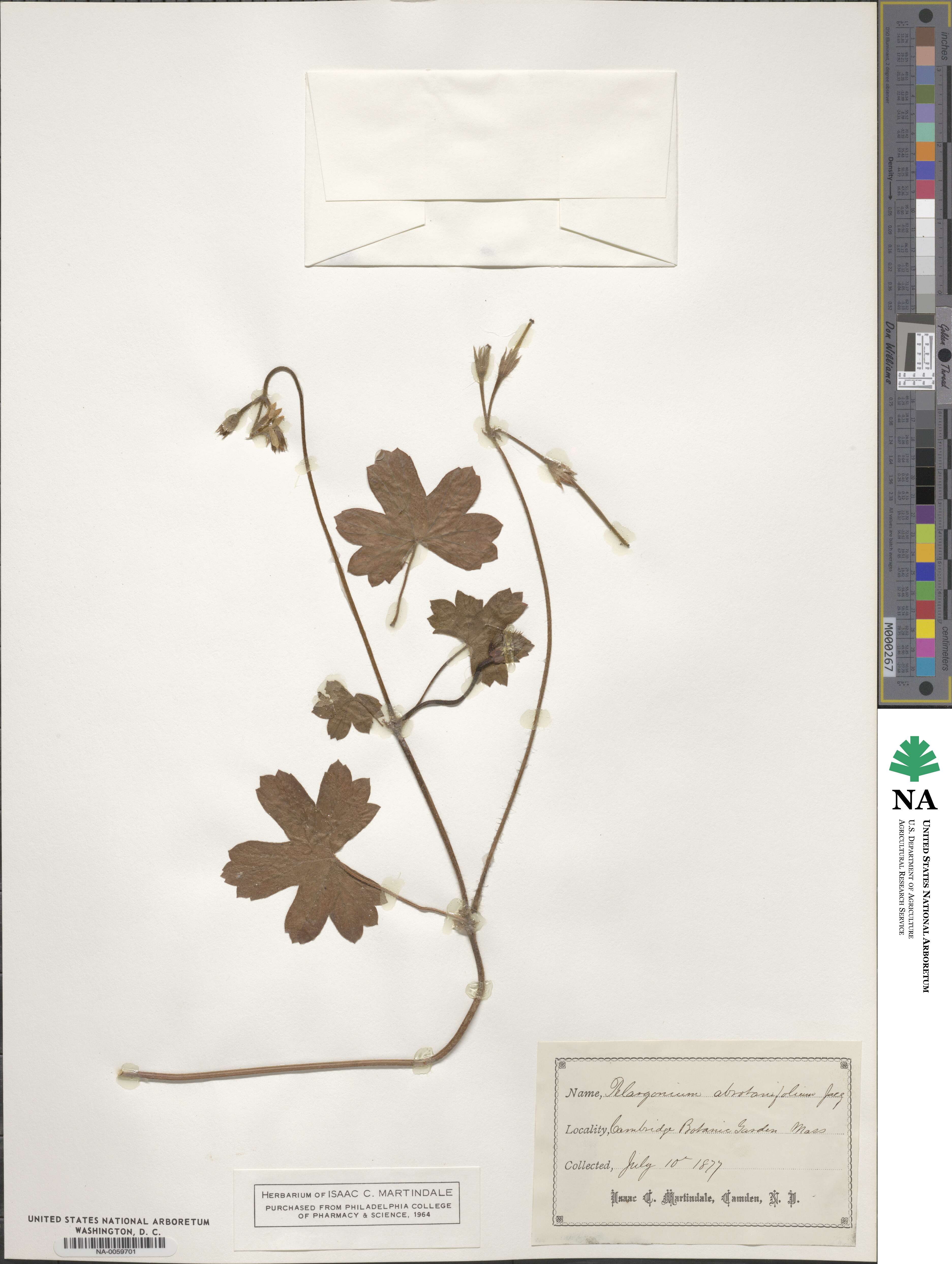 Pelargonium abrotanifolium image
