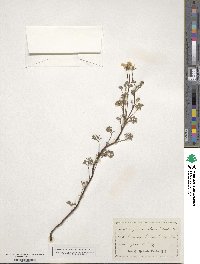 Pelargonium alchemilloides image