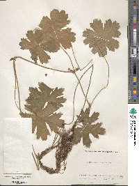 Pelargonium alchemilloides image