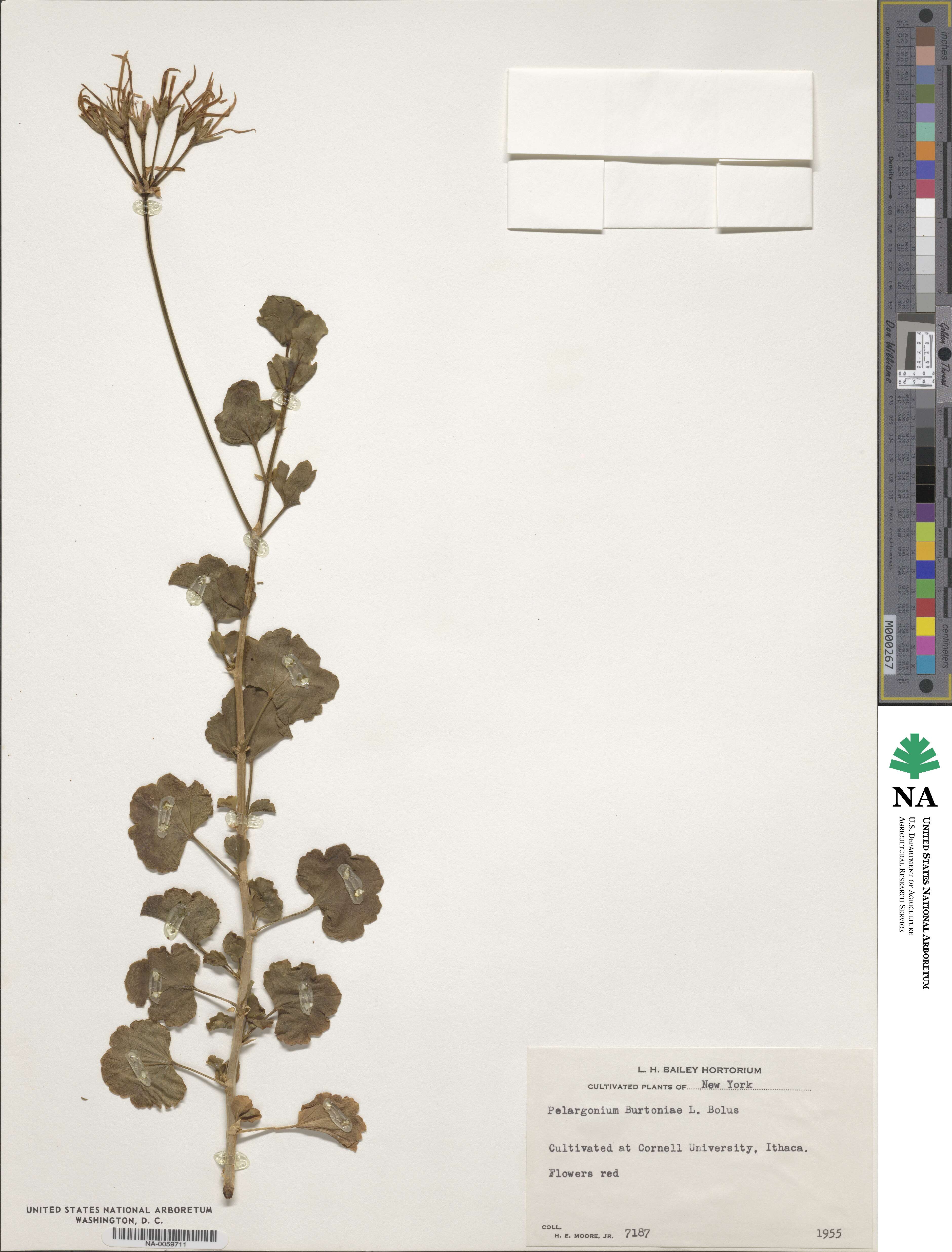 Pelargonium burtoniae image