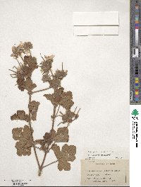 Pelargonium capitatum image