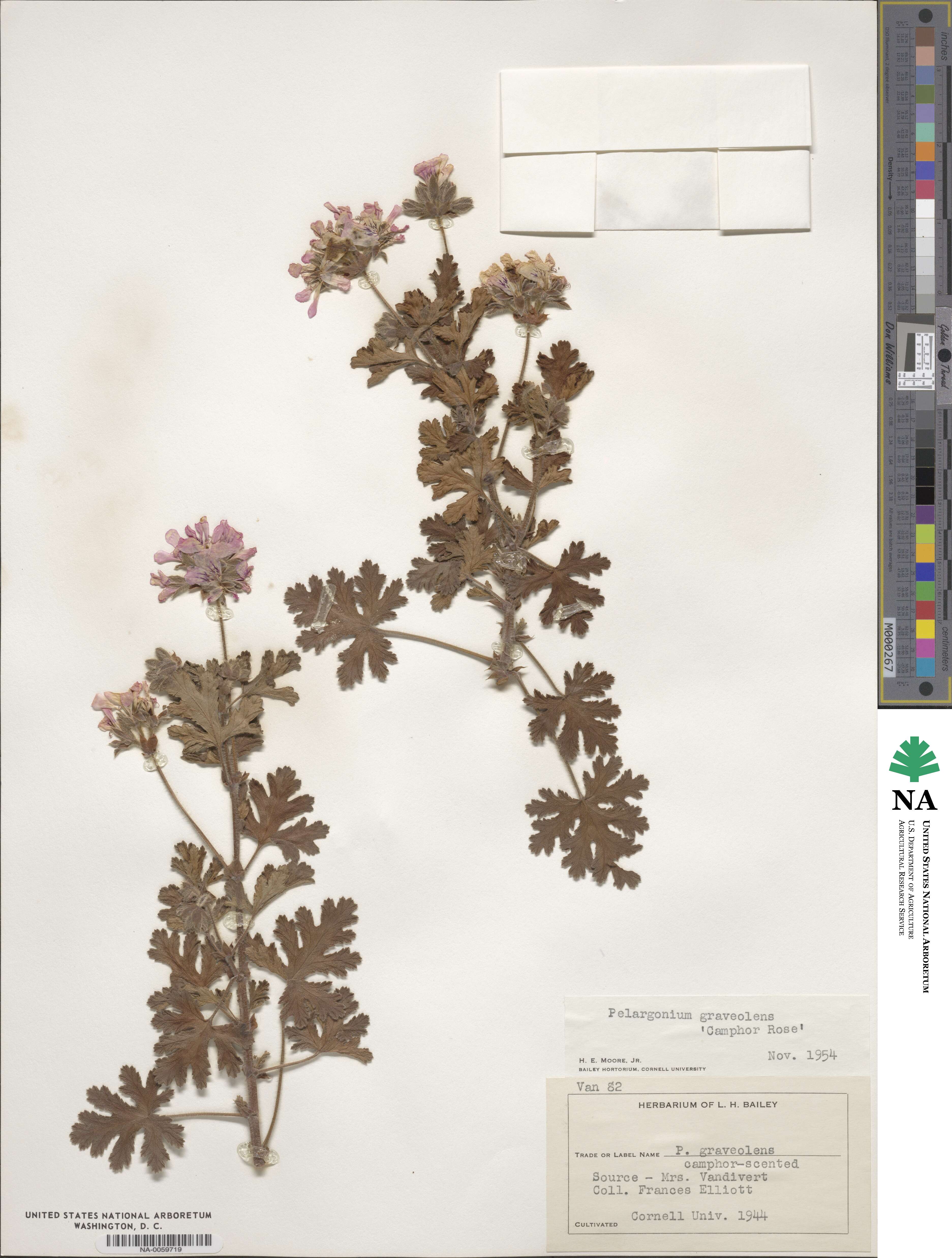 Pelargonium graveolens image