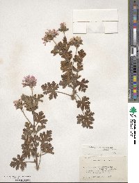 Pelargonium graveolens image