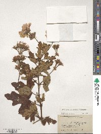 Pelargonium quercifolium image