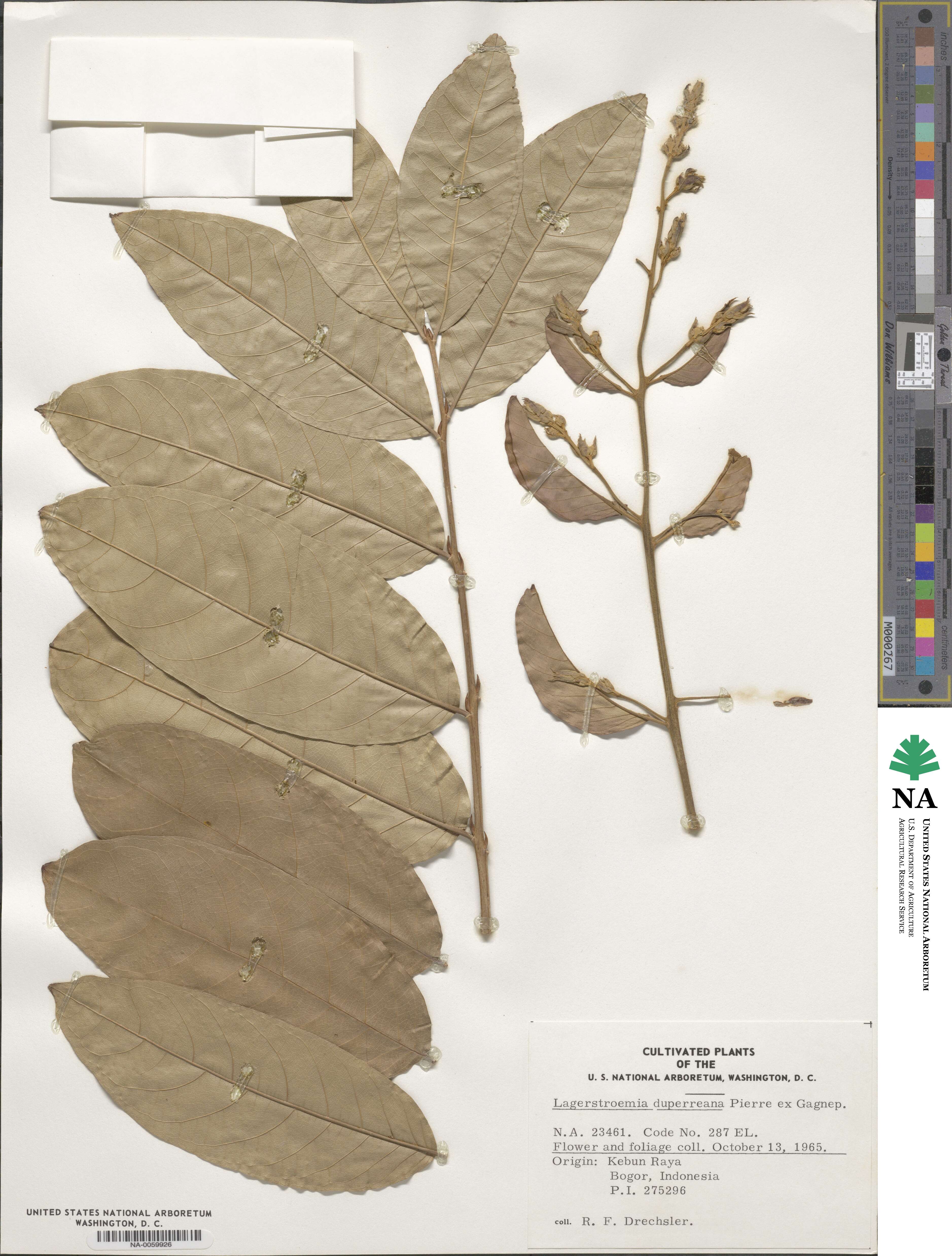 Lagerstroemia duperreana image