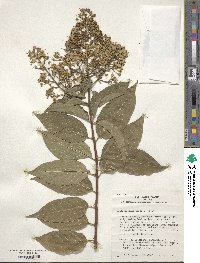 Lagerstroemia subcostata image