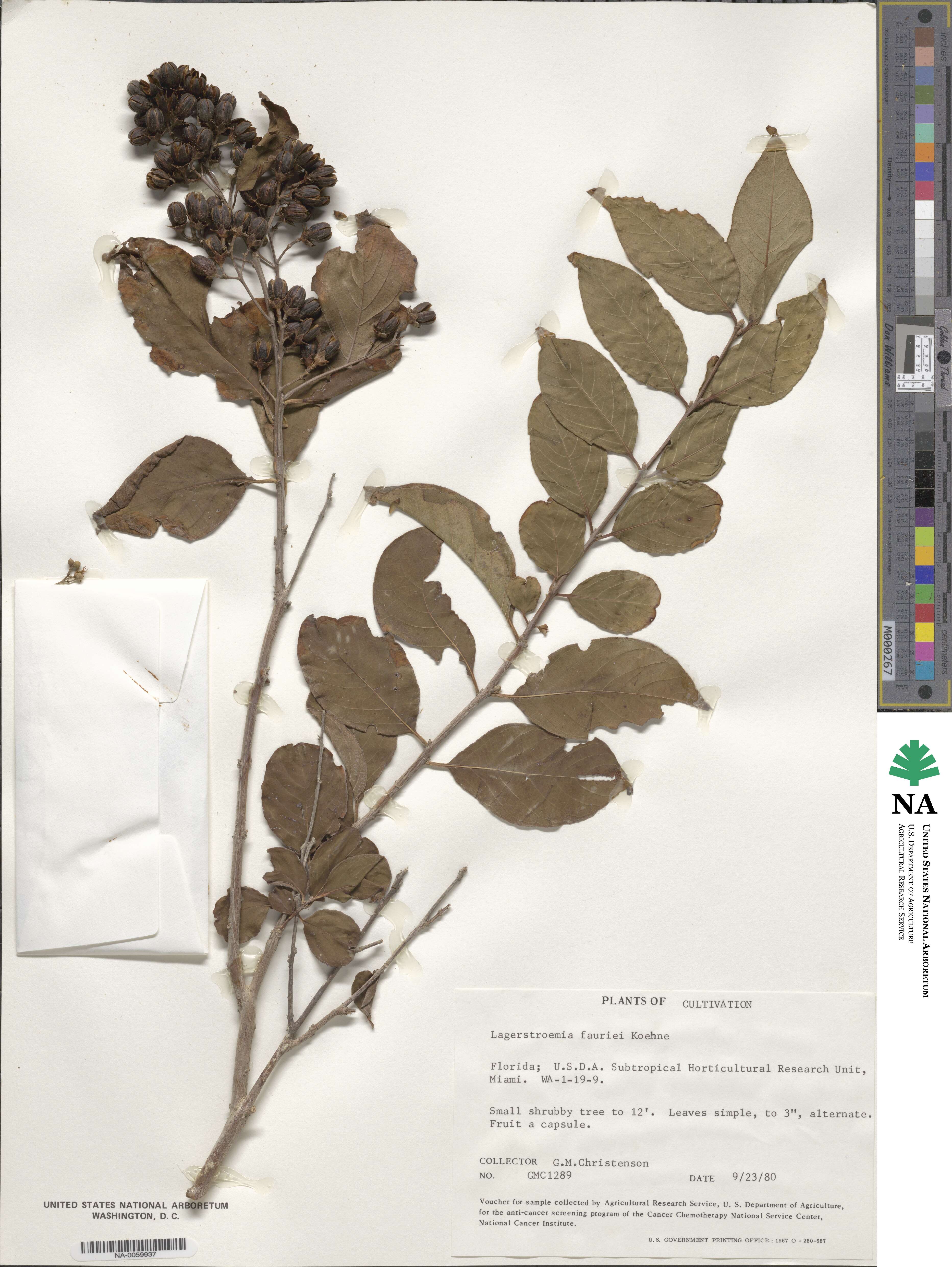 Lagerstroemia subcostata image