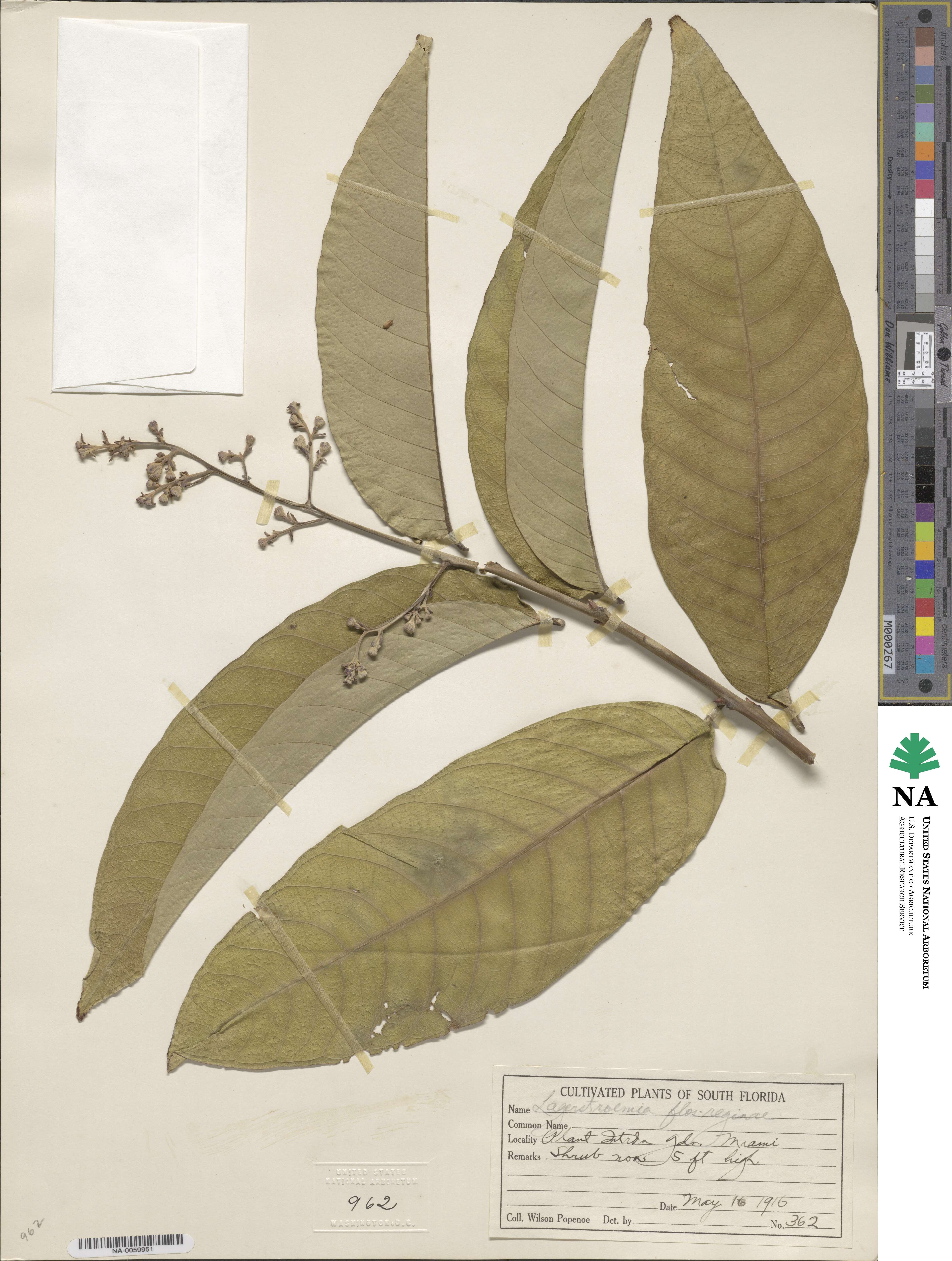 Lagerstroemia speciosa subsp. speciosa image