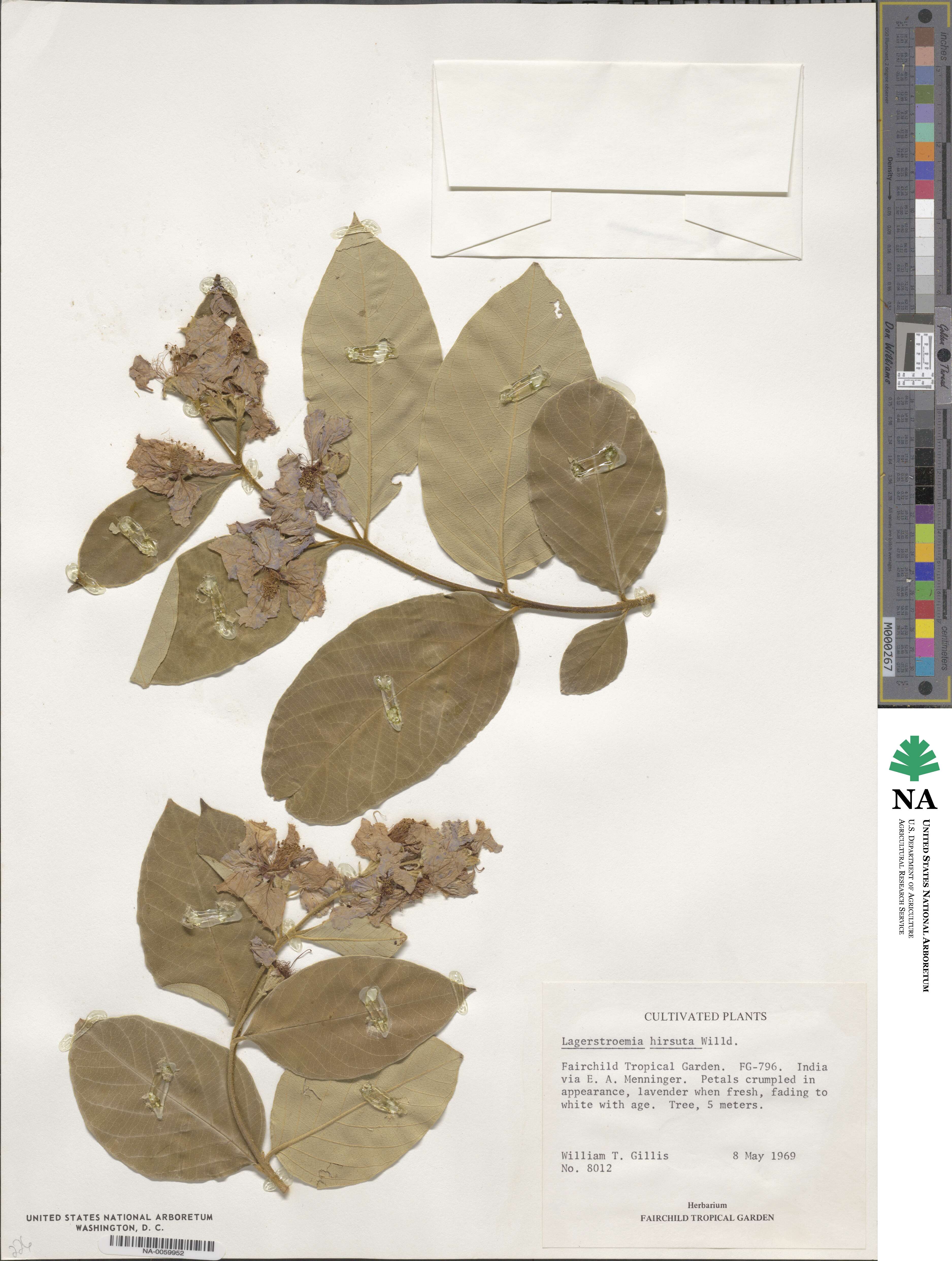 Lagerstroemia hirsuta image