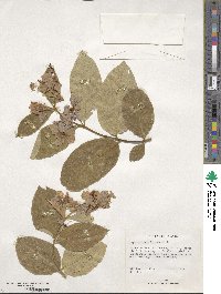 Image of Lagerstroemia hirsuta
