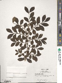 Lagerstroemia indica image