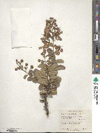 Lagerstroemia indica image